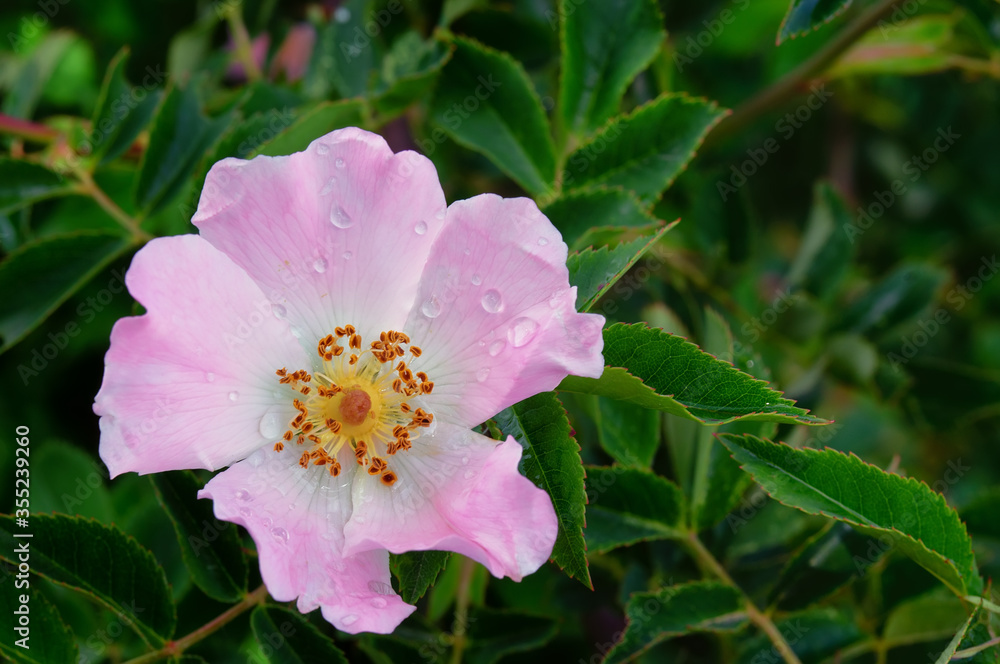 Pink rosehip (dog rose) flower close-up Pink rosehip (dog rose) flower close-up