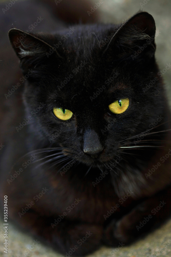 Portrait of wild black cat Portrait of wild black cat