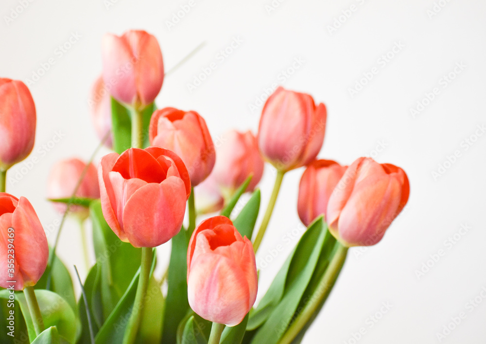 Bouquet of red tulips arranged and isolated on white. Soft focus background image of tulip flowers in a salmon pink color. Bouquet of red tulips arranged and isolated on white. Soft focus background image of tulip flowers in a salmon pink color.