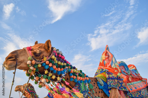 Indian camel at White desert, Kutch, India