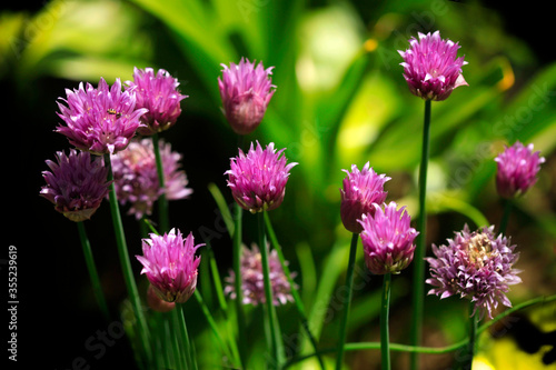 Purple flowers on nature background