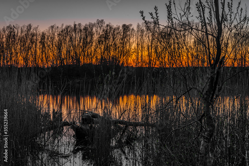 landscape in which trees standing are in the river photo