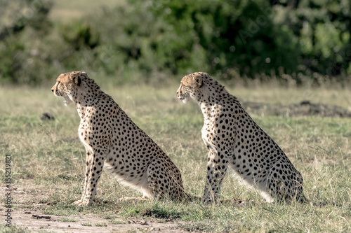 Two Cheetas in the Masai Mara keeping a watchfull eye