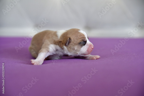 Fototapeta Naklejka Na Ścianę i Meble -  American Staffordshire Terrier puppy