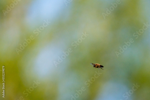 Flying honey bee in a blue sky © Peter Ruijs