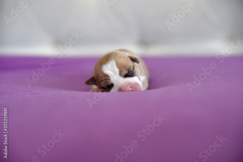 Fototapeta Naklejka Na Ścianę i Meble -  American Staffordshire Terrier puppy