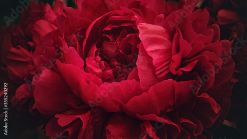 Red peony flower,close-up with selective focus and dark blurred background. Crimson mysterious flower top view
