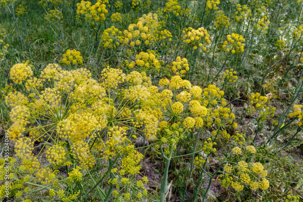 Plantas con flores amarillas de thapsia villosa.