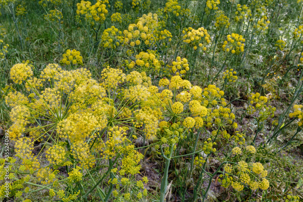 Plantas con flores amarillas de thapsia villosa. Plantas con flores amarillas de thapsia villosa.
