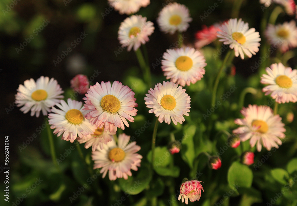 Marguerite inflorescences in the sunlight, after rain. Marguerite inflorescences in the sunlight, after rain.