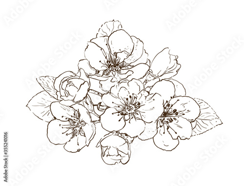hand drawn sakura flowers. tree blossom on white line art vector illustration