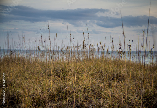 Tall grasses © cheriesummers18