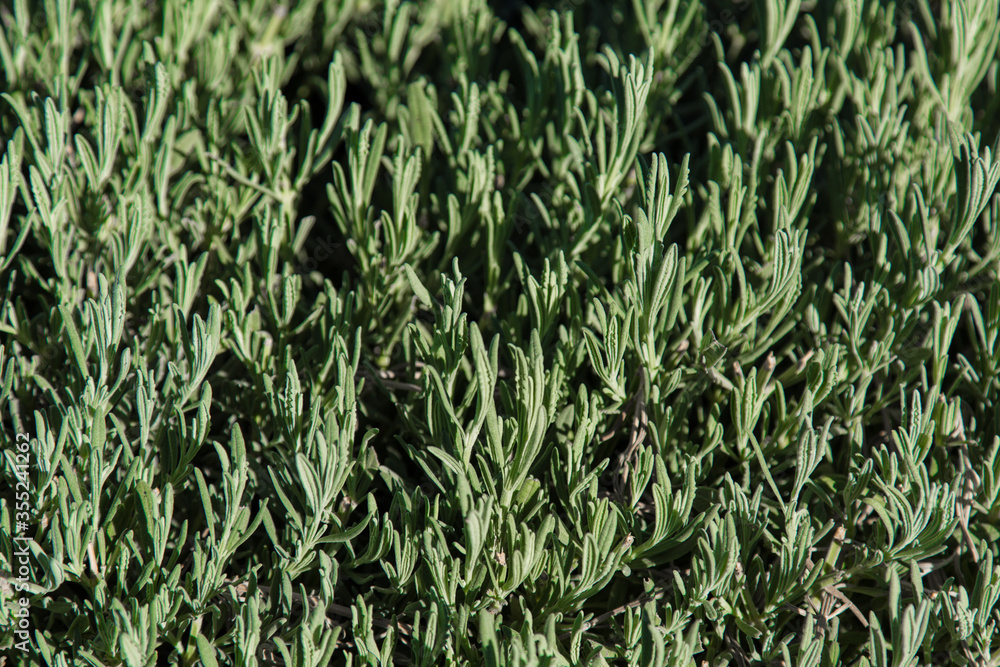 Texture from green plants. Greenery background