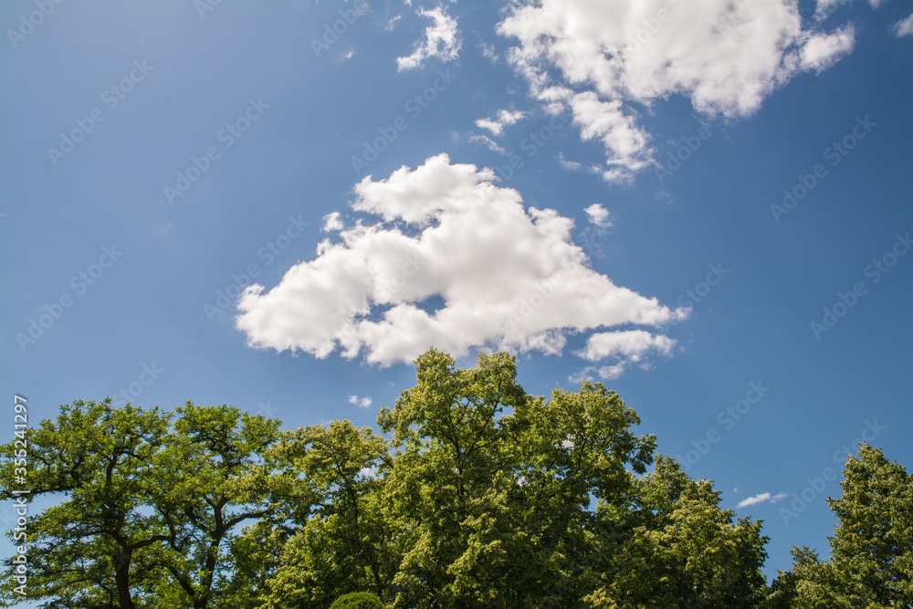 Obraz premium wolken über bäumen