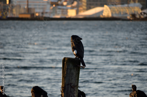 big black cormorant birds on pier photo