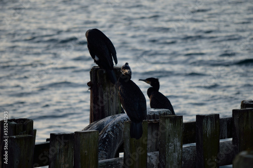 big black cormorant birds on pier © Arcticphotoworks