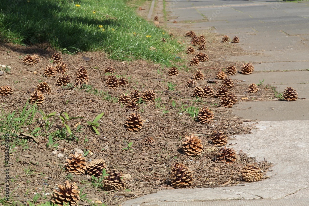 Obraz premium pine cones on the ground