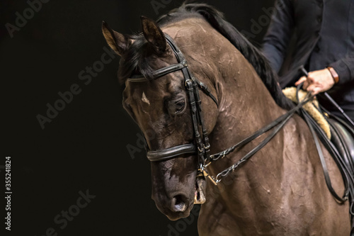 Traken horse under the saddle. Dressage elements