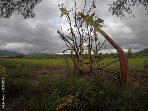 red shovel resting on newly plantet tree