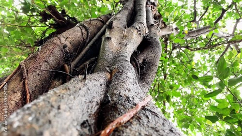 Giant bearded fig,Shortleaf fig or wild banyantree (Ficus citrifolia) close up shot. photo