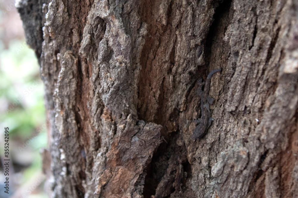 The lizard lurks in harmony with the bark of the tree The lizard lurks in harmony with the bark of the tree