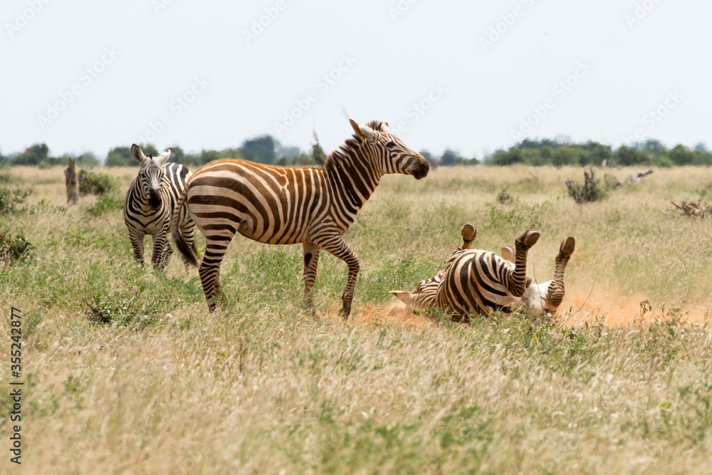Obraz premium Zebras Playing on the ground and covering with soil and dust
