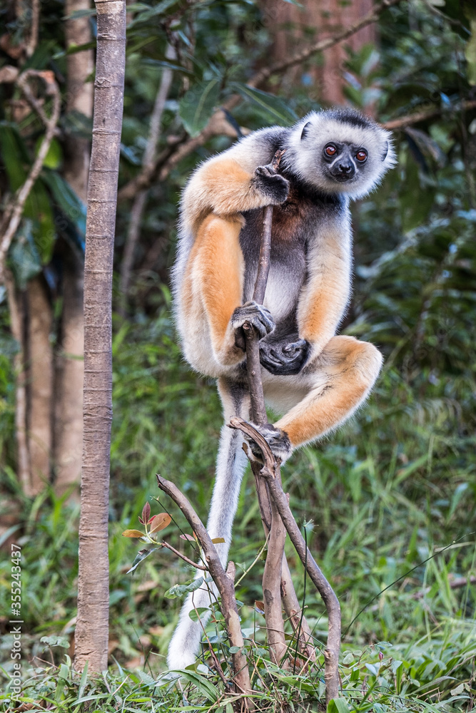 Naklejka premium Lemur