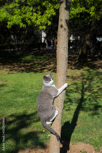 Canvas Print A stray cat is climbing to a tree in a sunny day at public park.