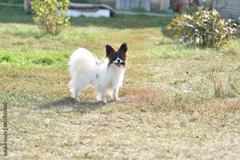 Papillon on the grass Papillon on the grass