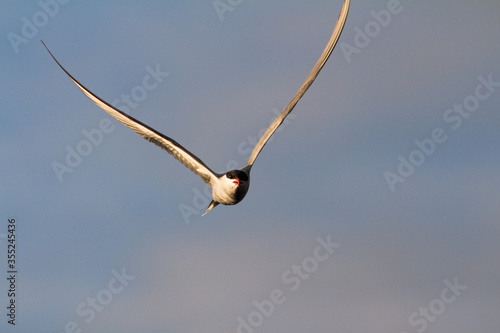 Common tern flying at sunset