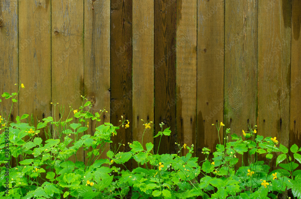 Blooming celandine on the background of the old wooden walls. Blooming celandine on the background of the old wooden walls.