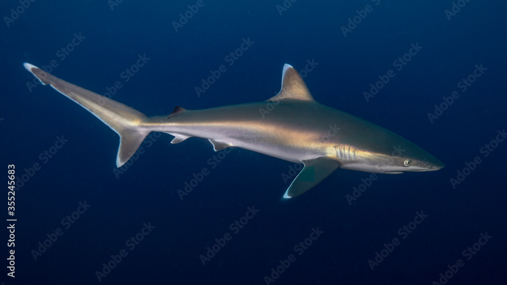 The powerful shark boasts its metallic reflections. Ponta do Ouro (Mozambique) The powerful shark boasts its metallic reflections. Ponta do Ouro (Mozambique)