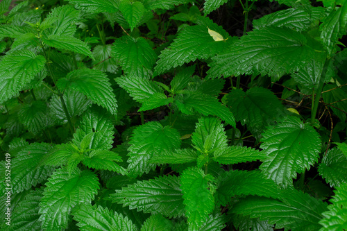Wet nettle leaves have a beautiful green color.