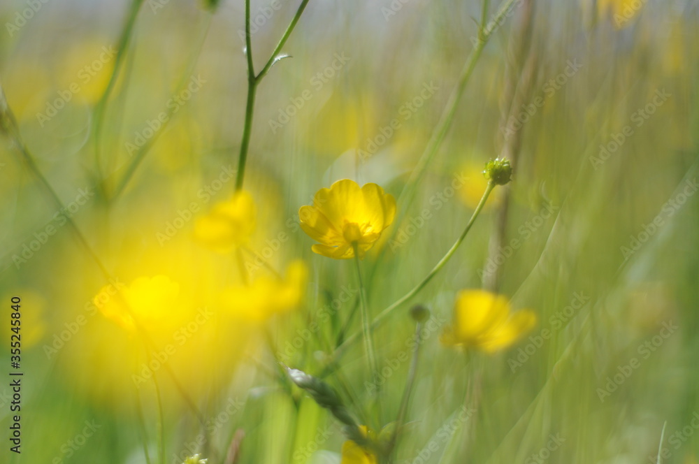 Obraz premium Gelbe Wiesenblumen in der Mittagssonne