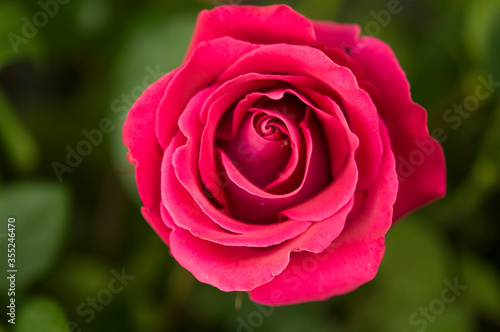 Red rose on a green background