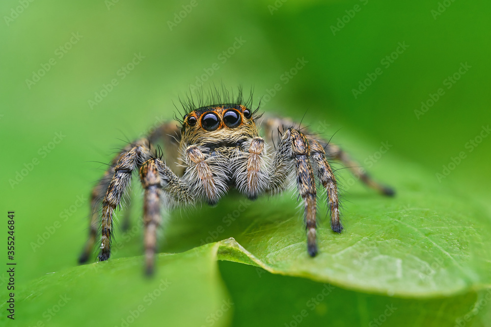Female of Carrhotus xanthogramma jumping spider, Czech Republic, Europe Female of Carrhotus xanthogramma jumping spider, Czech Republic, Europe