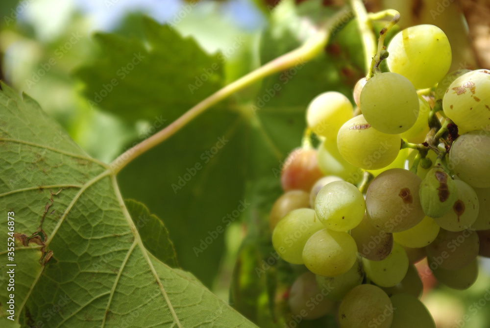 Detalle de racimo de uvas en conseña y hojas, con agricultura ecológica y producción de vino o mosto, mistela
