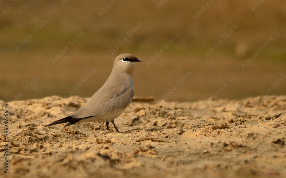 Fototapeta premium small pratincole bird in river bed