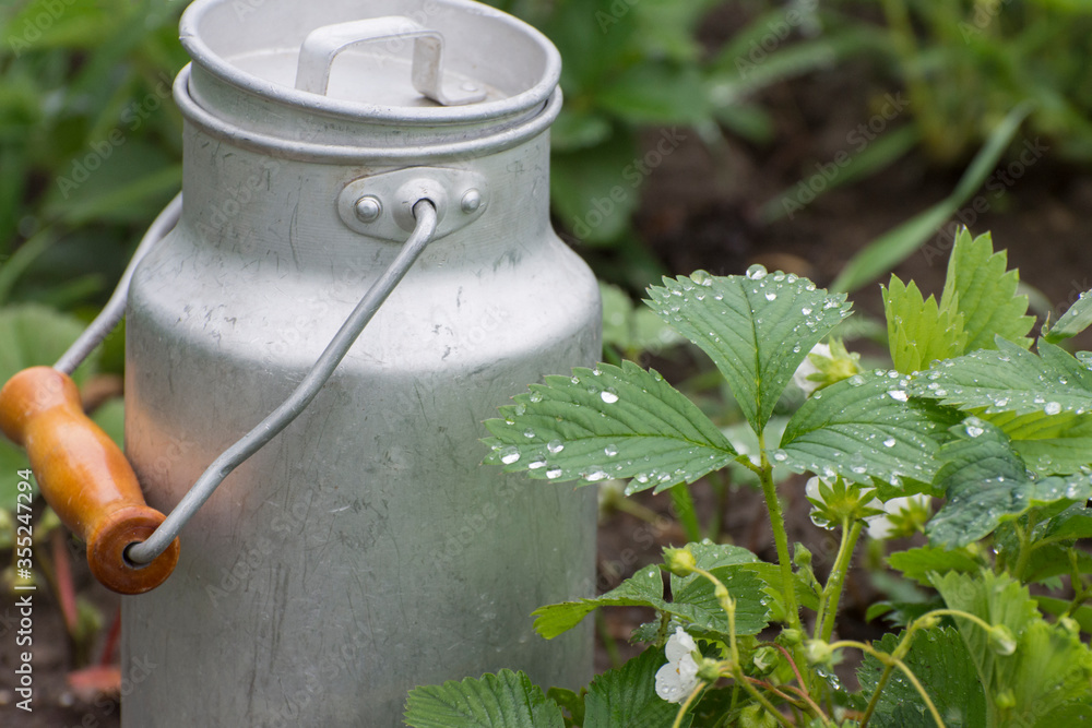 Growing strawberries on the field. Aluminum vessel for collecting berries. Growing strawberries on the field. Aluminum vessel for collecting berries.