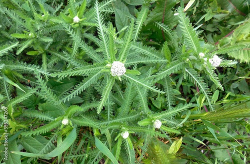 close up of a cucumber