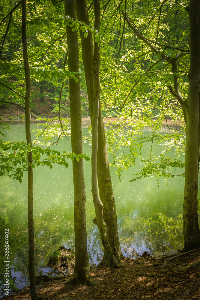 Fototapeta premium Poland. Bieszczady Mountains. The trail to Duszatynskie Lakes.