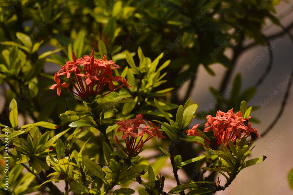 Obraz premium A snapshot of plants.