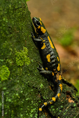 Fire salamander (Salamandra salamandra) on tree. Czech Republic, Europe