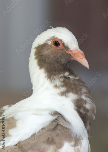 Portrait of an English carrier pigeon. © imartsenyuk