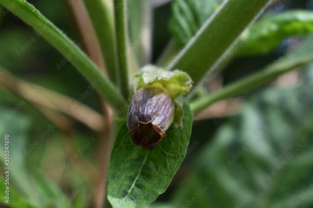 Blüte von Tollkirsche, Atropa belladonna, mit lila grünlicher Blüte, Giftpflanzen erkennen Blüte von Tollkirsche, Atropa belladonna, mit lila grünlicher Blüte, Giftpflanzen erkennen