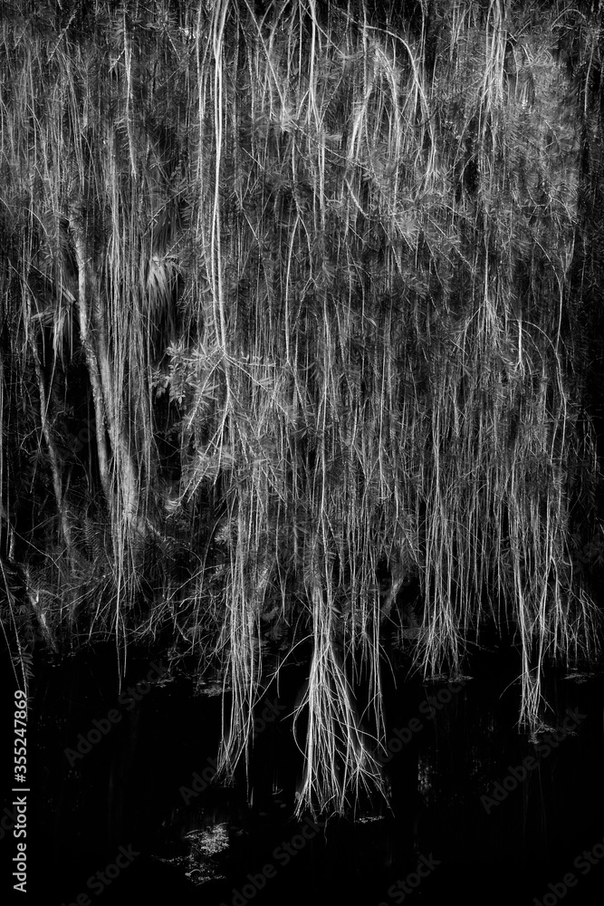 Tree branches form a curtain in a Florida canal. Tree branches form a curtain in a Florida canal.