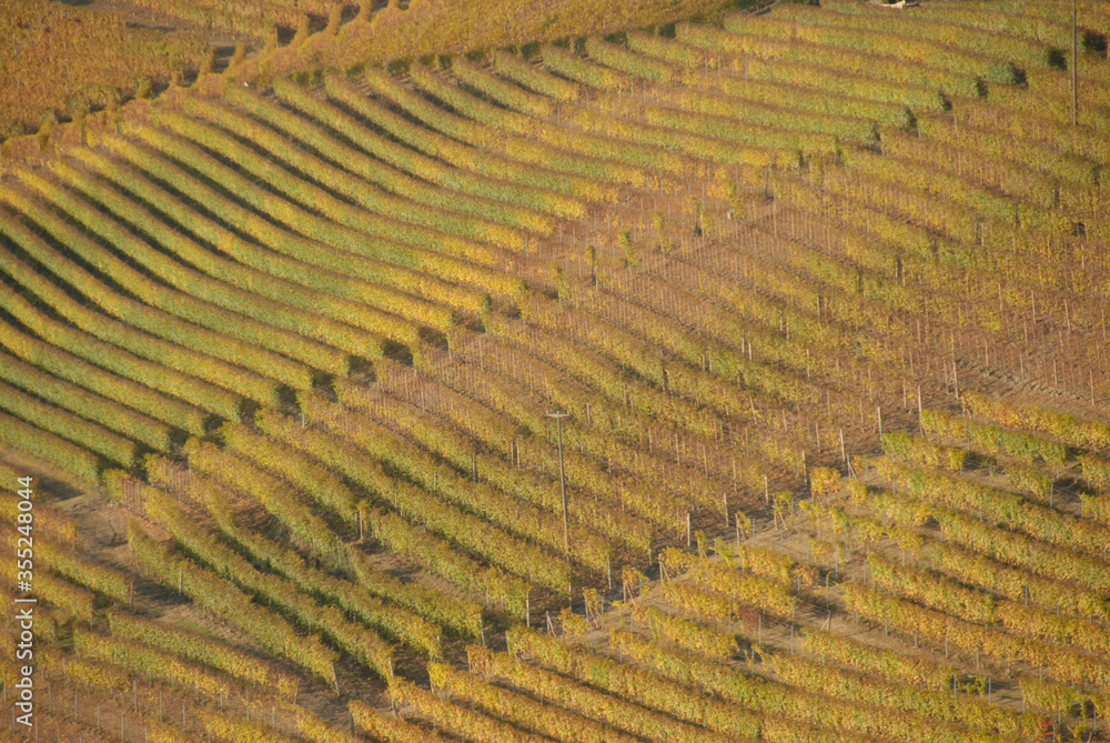 A view of vineyards in the Langhe, Piedmont - Italy