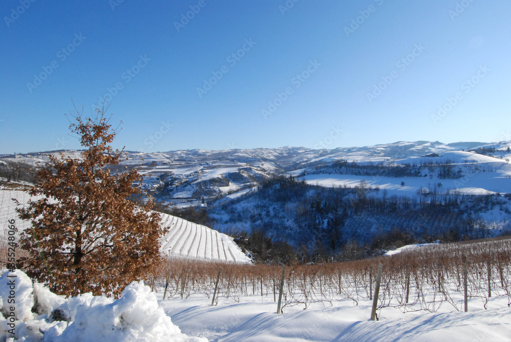 Vineyard of Langhe with snow, Piedmont - Italy