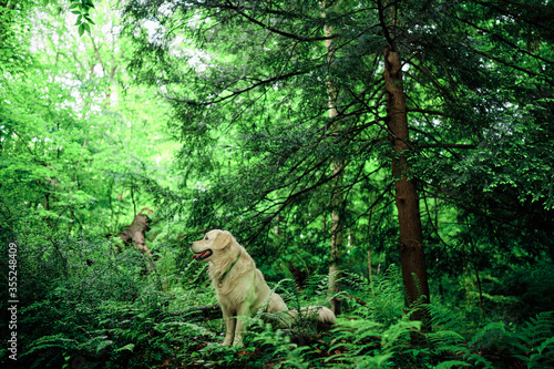 Joyka the Golden retriever surrounded by wilderness, his favorite habitat in Western Pennsylvania 
