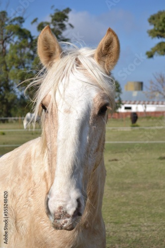 portrait of a white horse © Pame